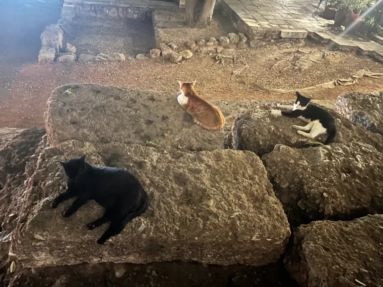 Gatos descansando sobre piedras en Atenas, una escena común en la ciudad